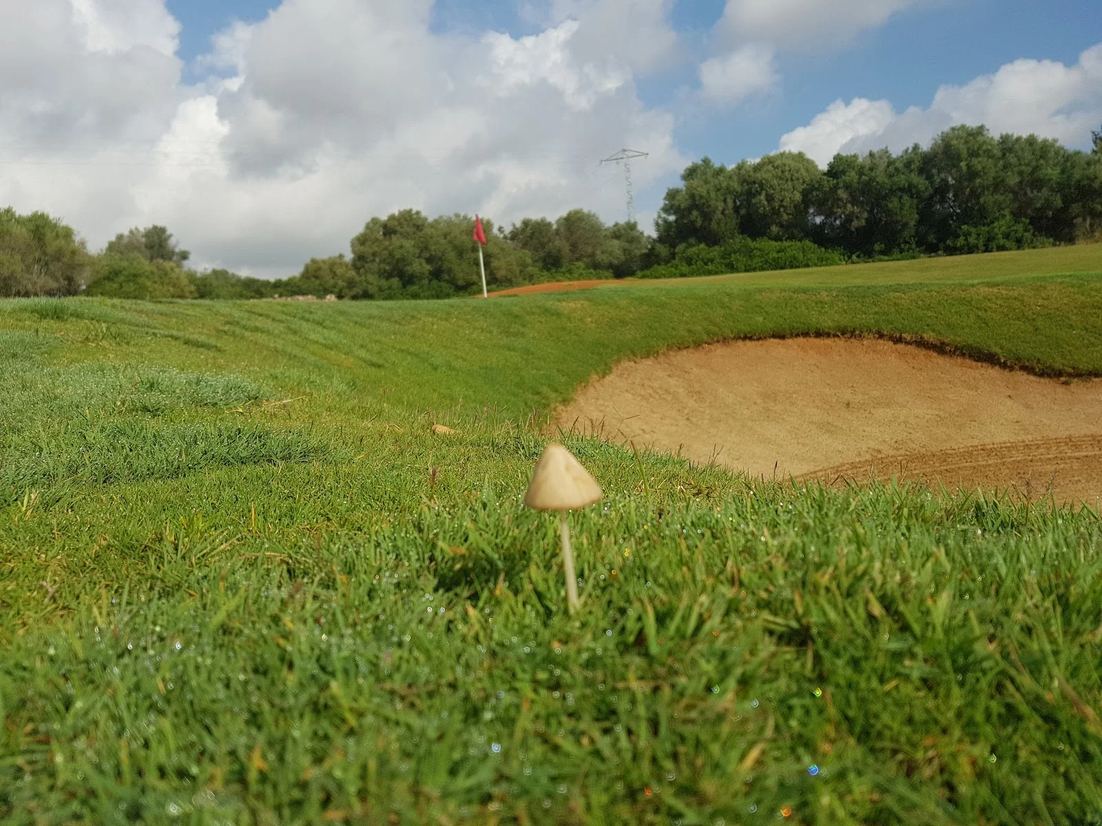 T Golf Palma - Bild 8