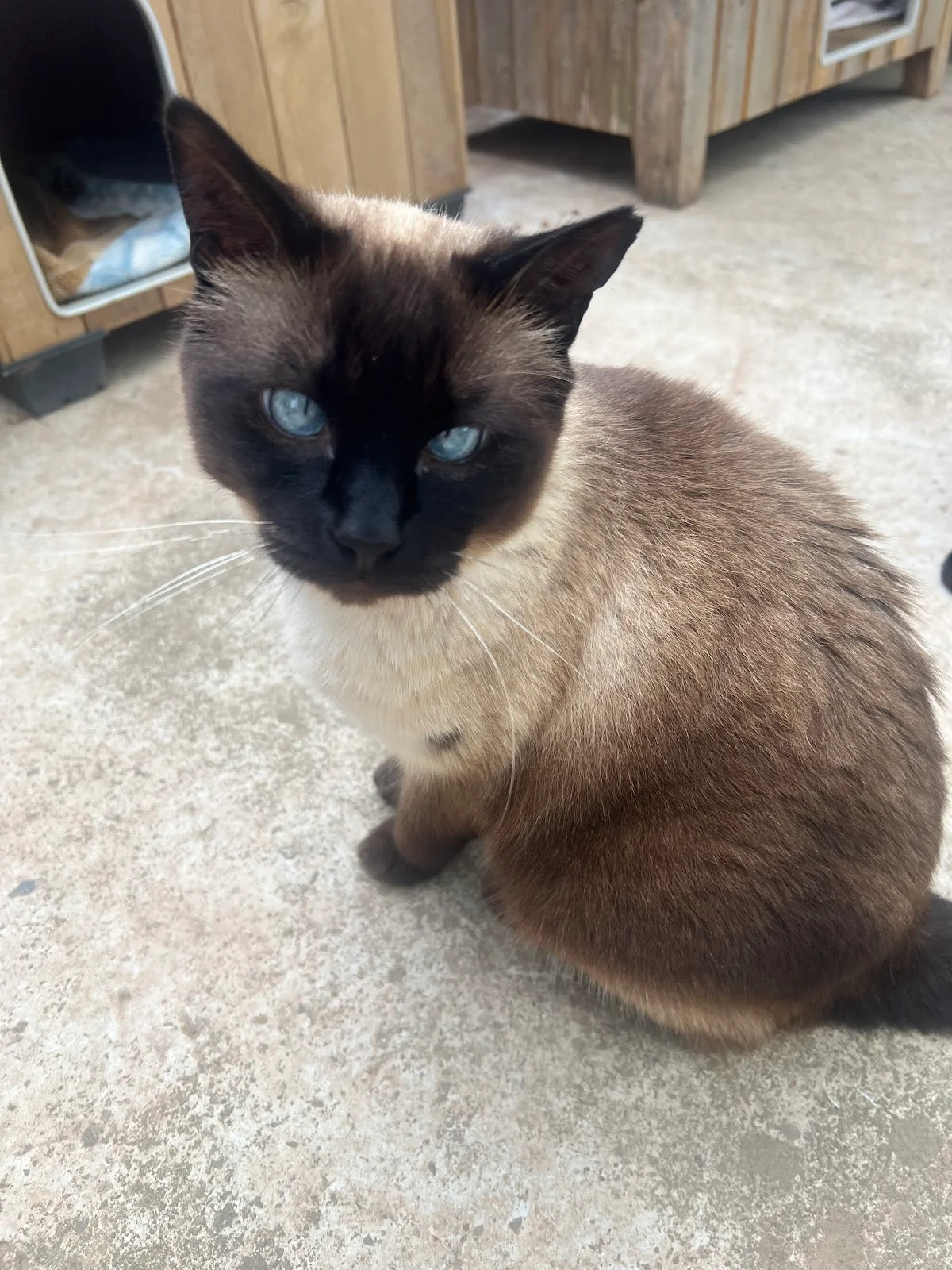 Refugi d'animals de Pollença - Bild 2