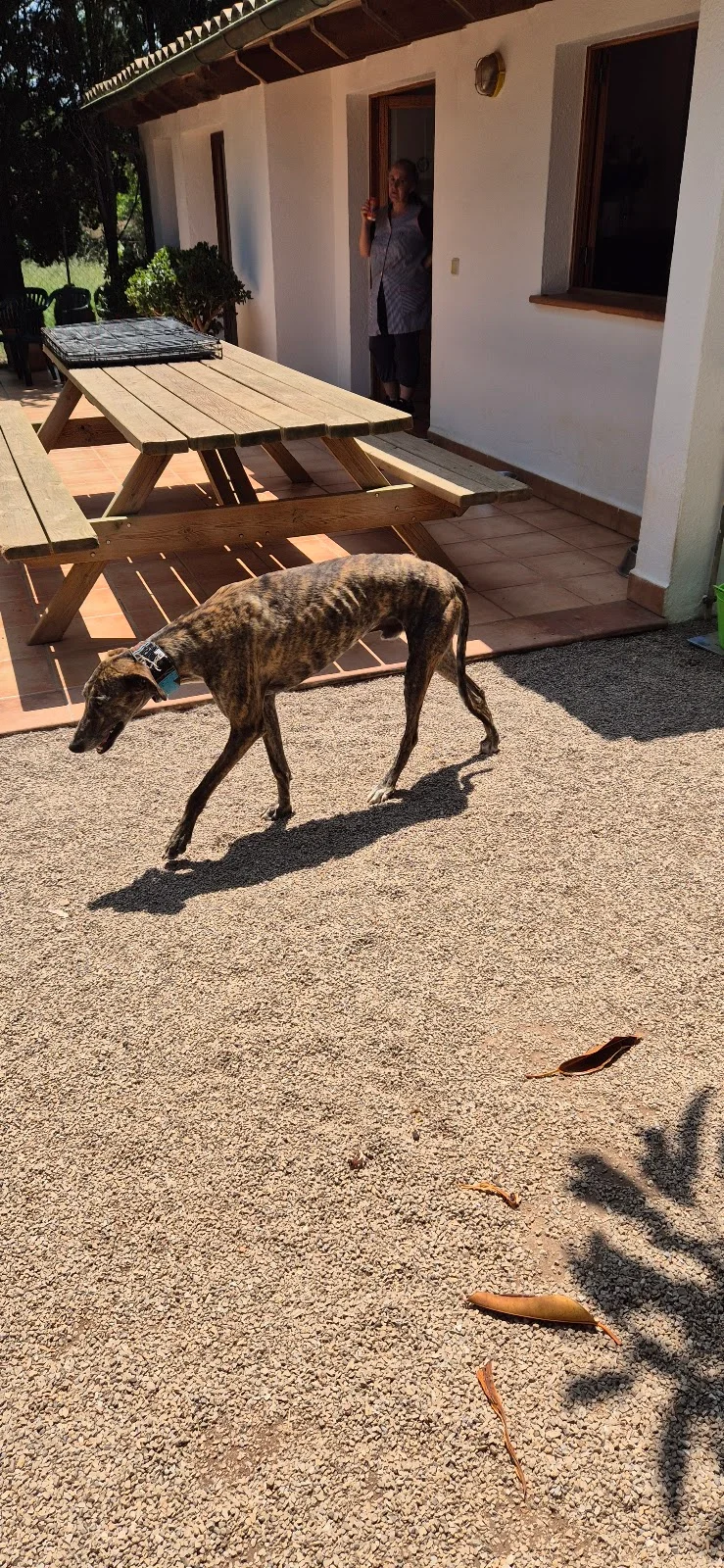 Refugi d'animals de Pollença - Bild 3