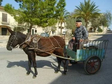 Mallorca-Mietimmobilien - Bild 10