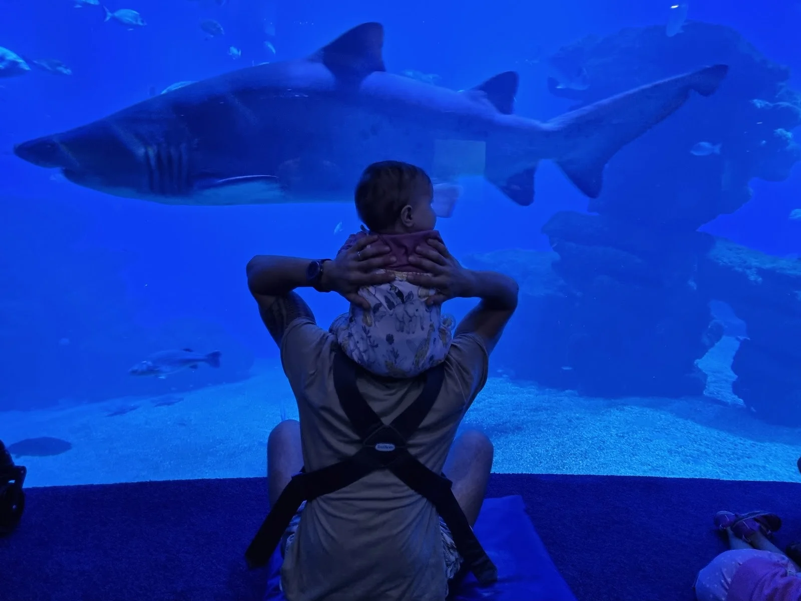 Palma Aquarium - Bild 2