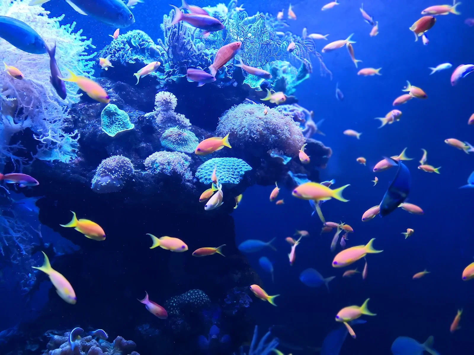 Palma Aquarium - Bild 4