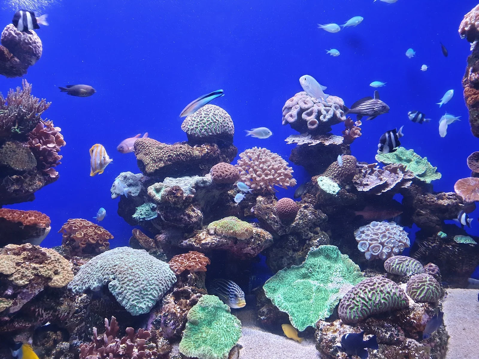 Palma Aquarium - Bild 9