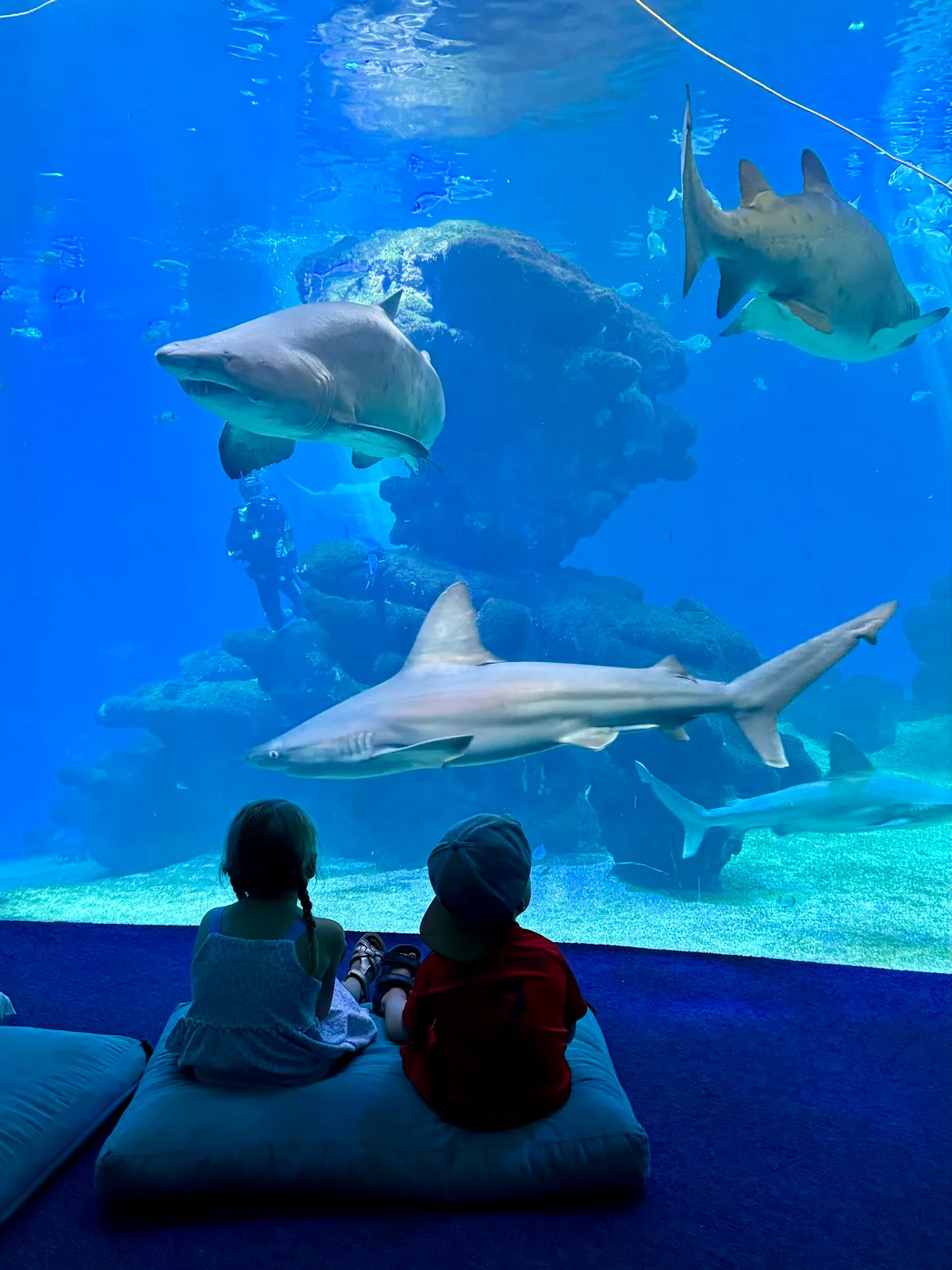 Palma Aquarium - Bild 7