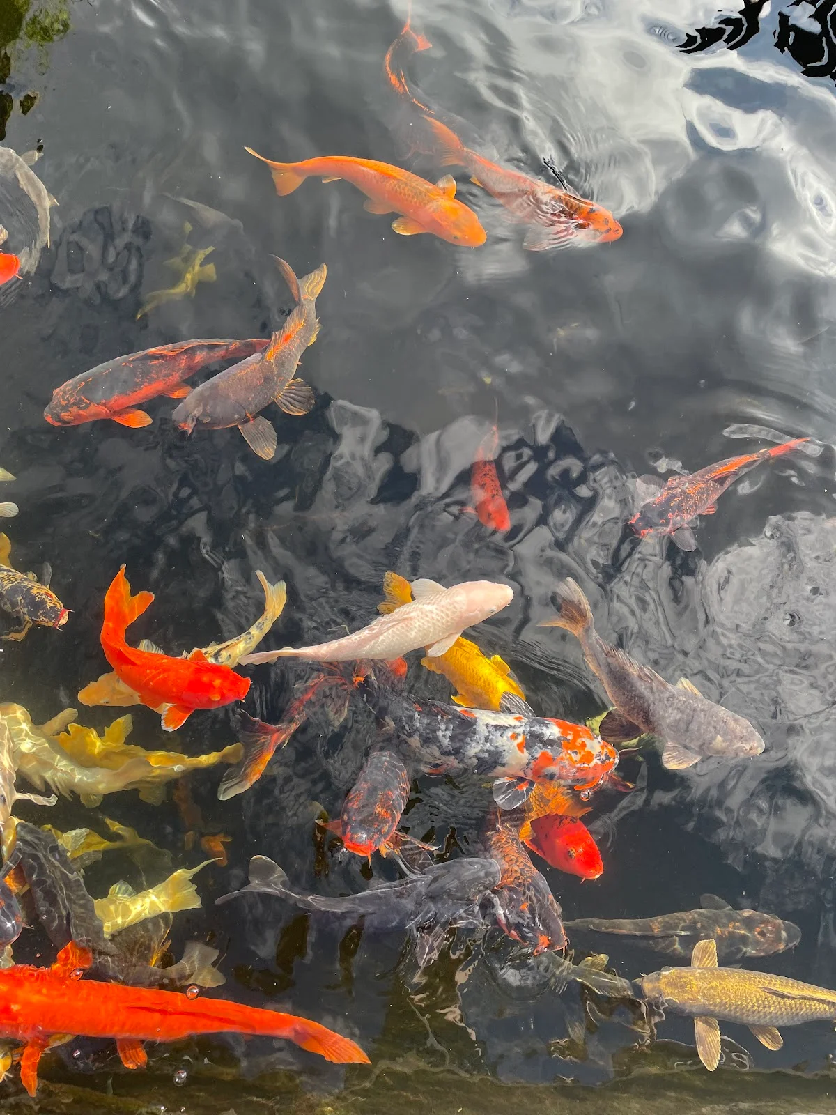 Palma Aquarium - Bild 9