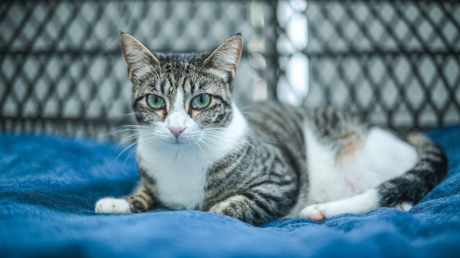 Tierhilfe Mallorca - Bild 1