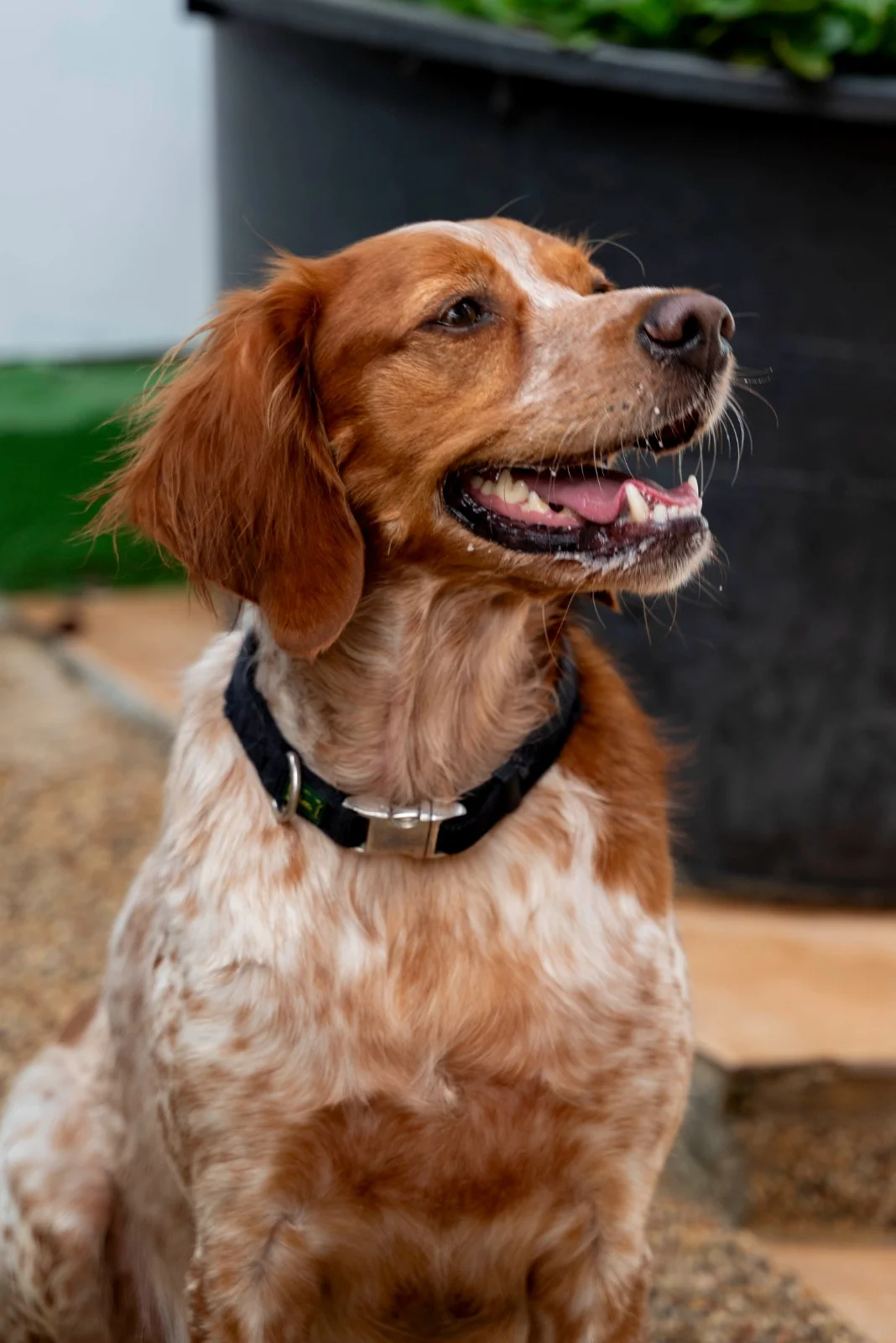 Tierhilfe Mallorca - Bild 10