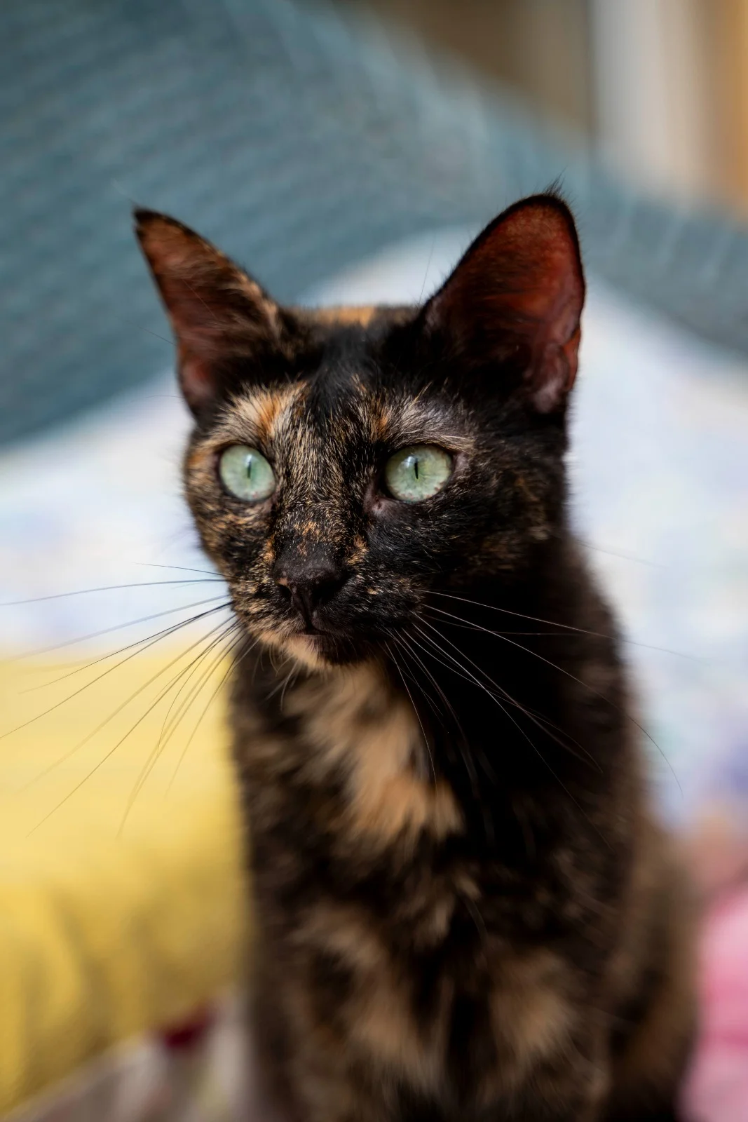 Tierhilfe Mallorca - Bild 2