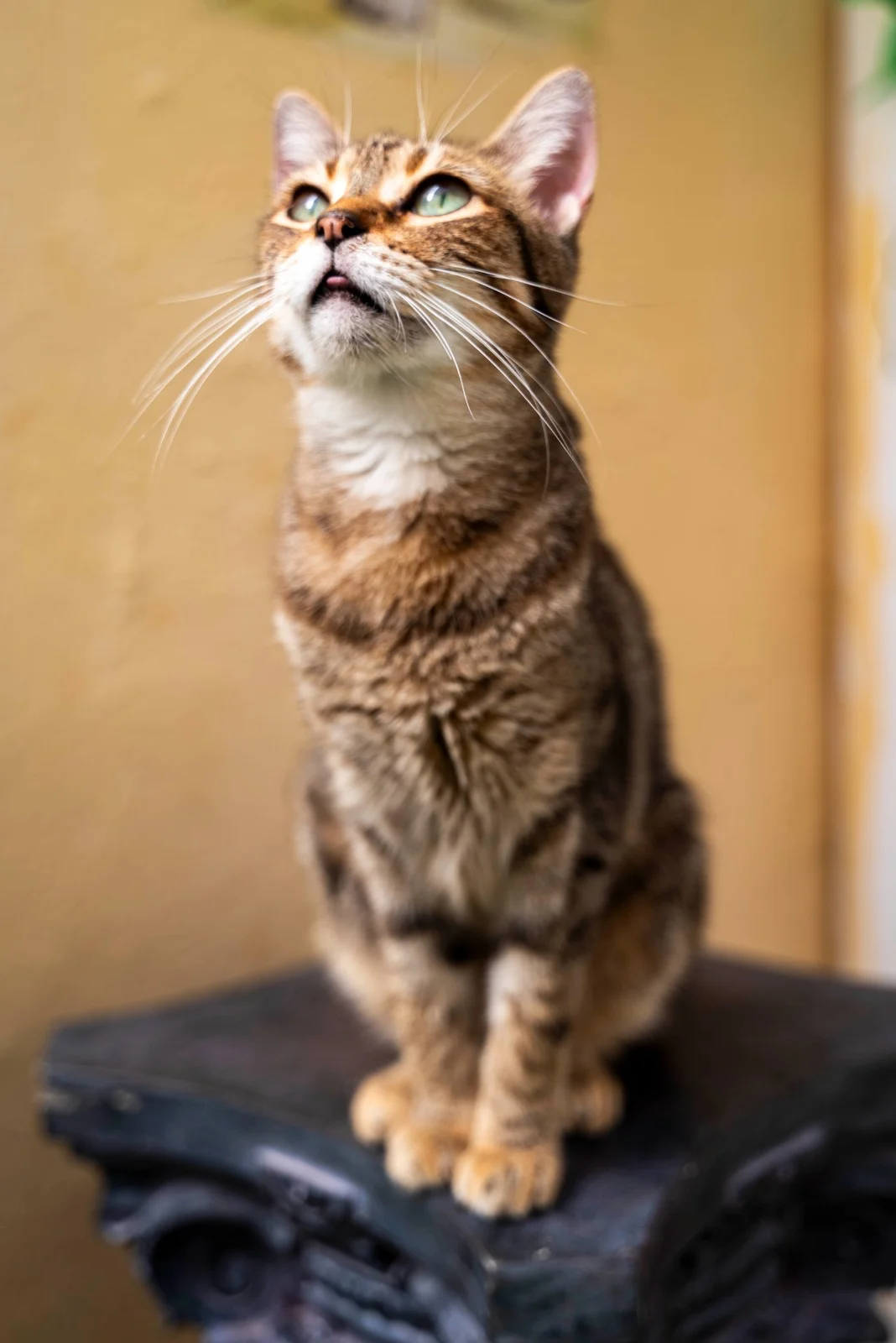 Tierhilfe Mallorca - Bild 3