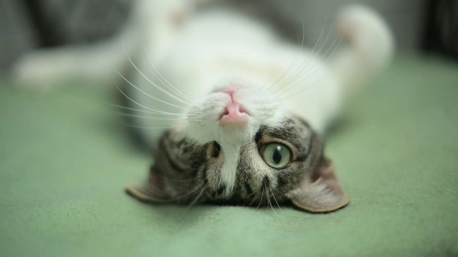 Tierhilfe Mallorca - Bild 4