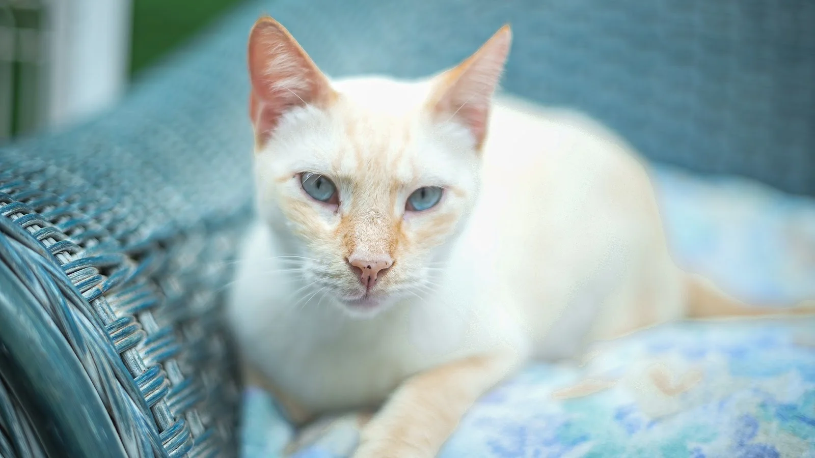 Tierhilfe Mallorca - Bild 10