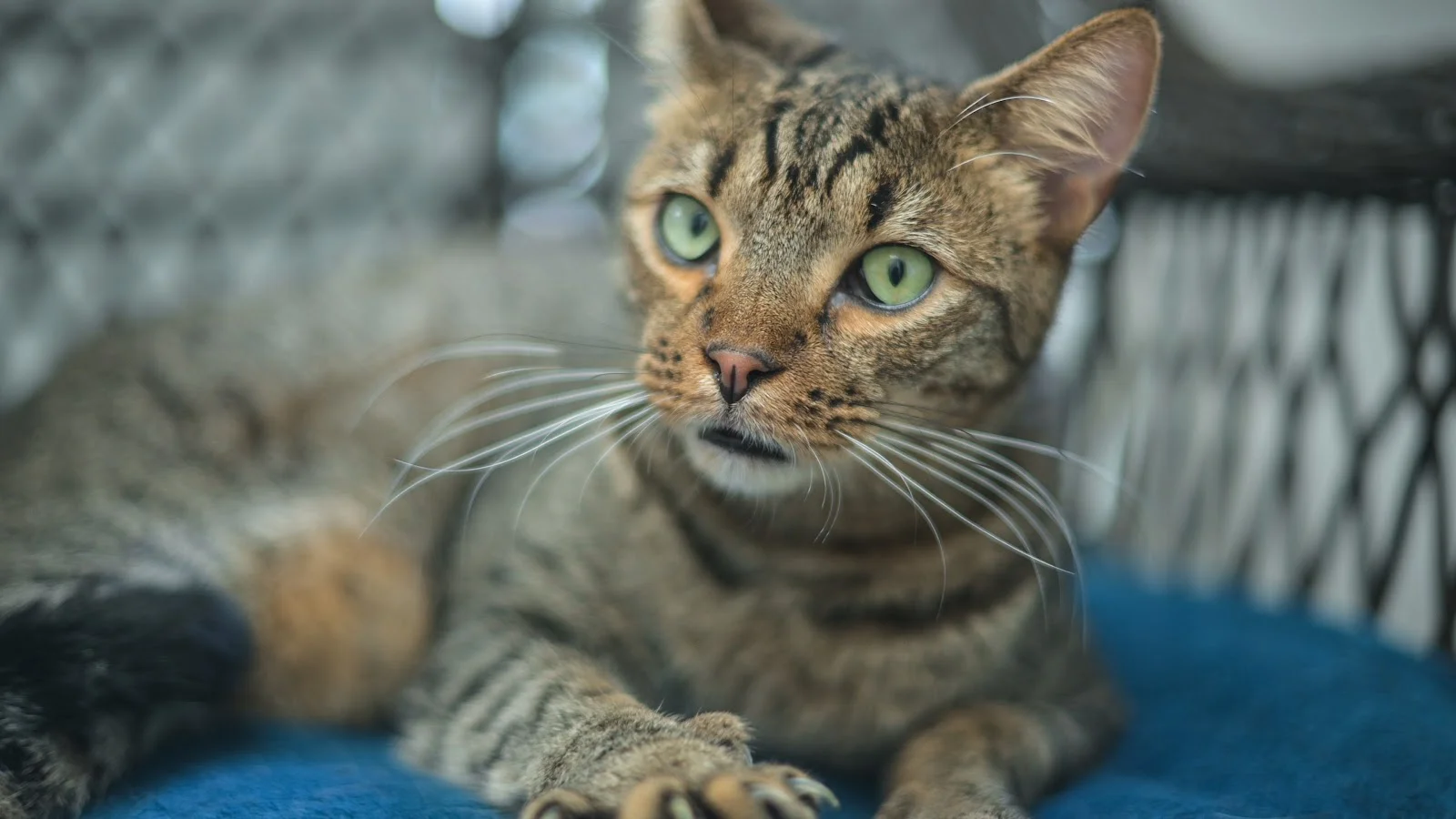 Tierhilfe Mallorca - Bild 3