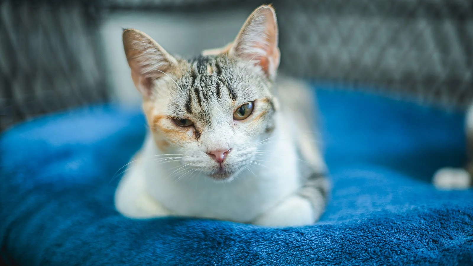 Tierhilfe Mallorca - Bild 7