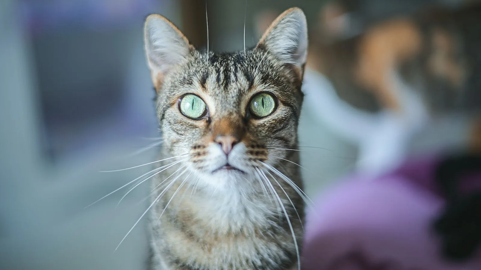 Tierhilfe Mallorca - Bild 8