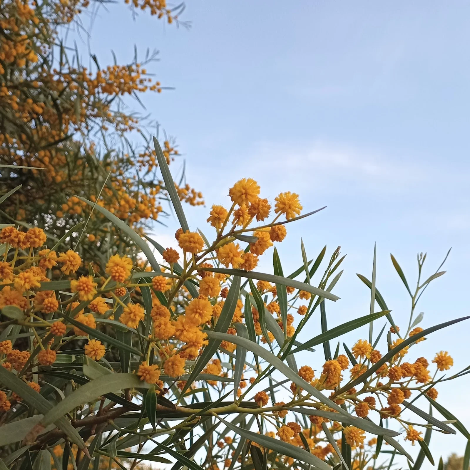 Mallorca Tenis Club - Bild 6