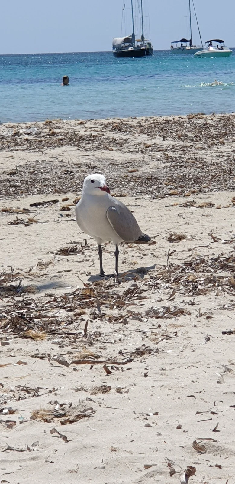 Platja es Carbó - Bild 6