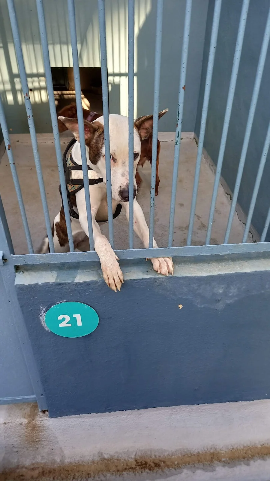 Canera Municipal de Son Reus