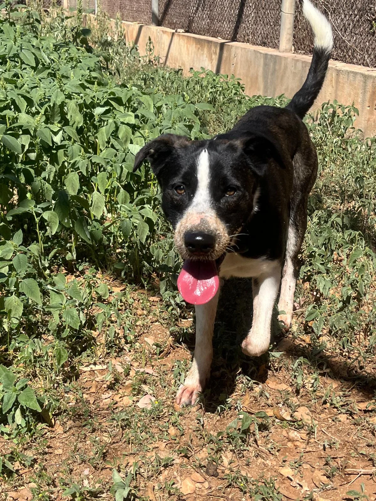 Canera Municipal de Son Reus - Bild 2