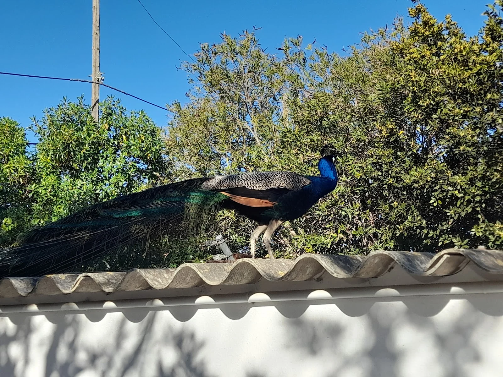 Canera Municipal de Son Reus - Bild 4