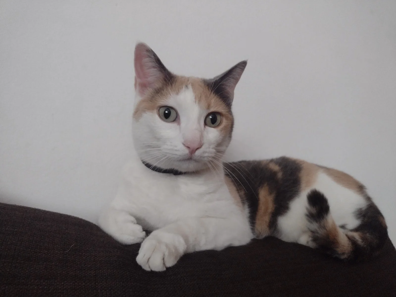 Canera Municipal de Son Reus - Bild 10