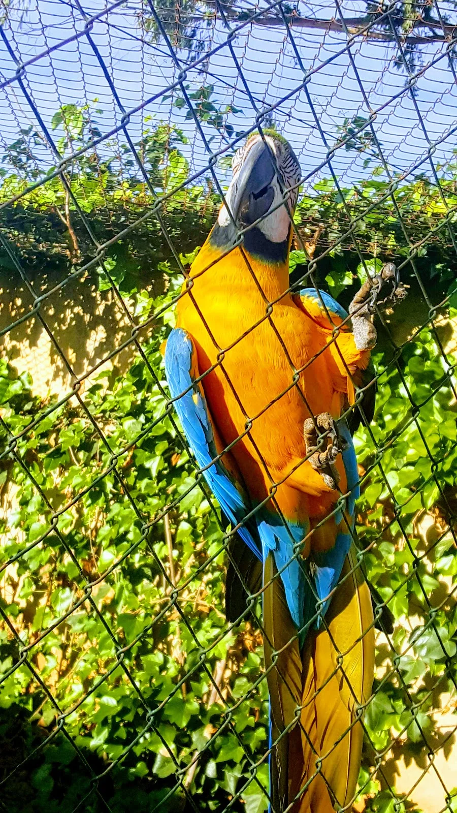 Canera Municipal de Son Reus - Bild 7