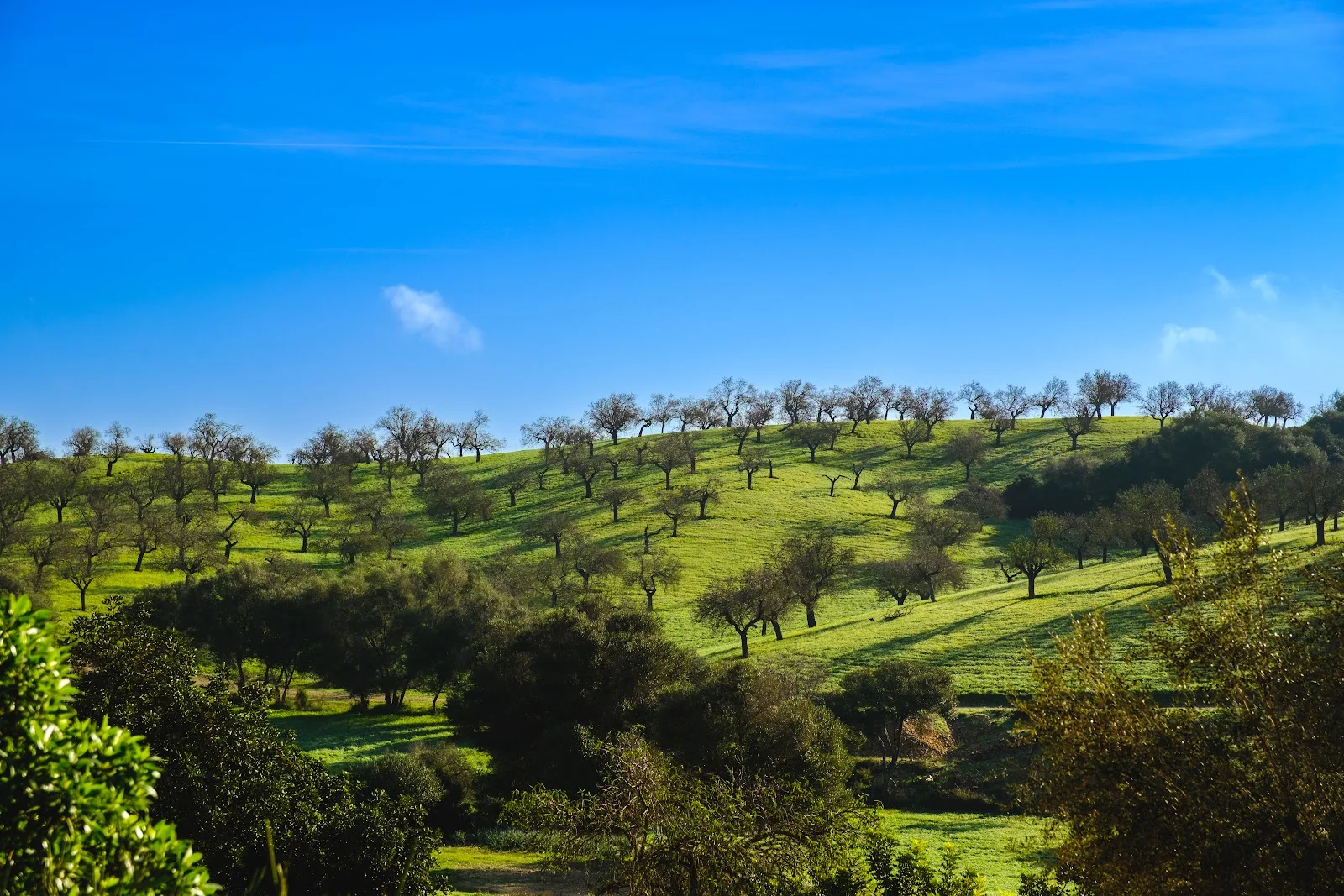 Finca Sa Bastida Luxury Retreat & Spa - Bild 6