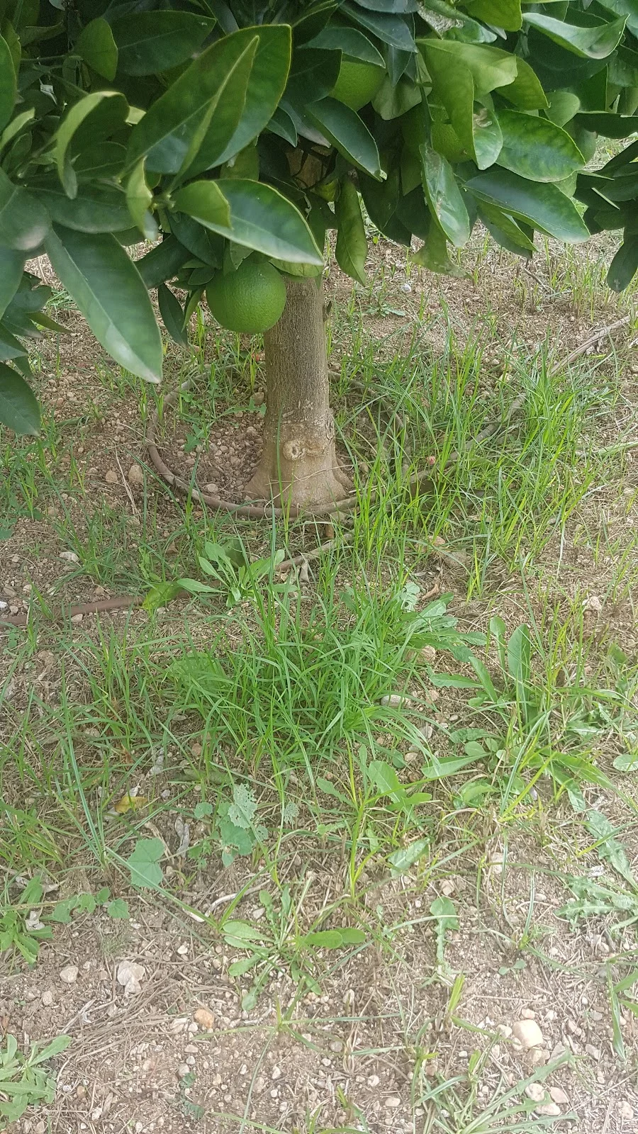 Boehm & Partner Mallorca - Bild 6