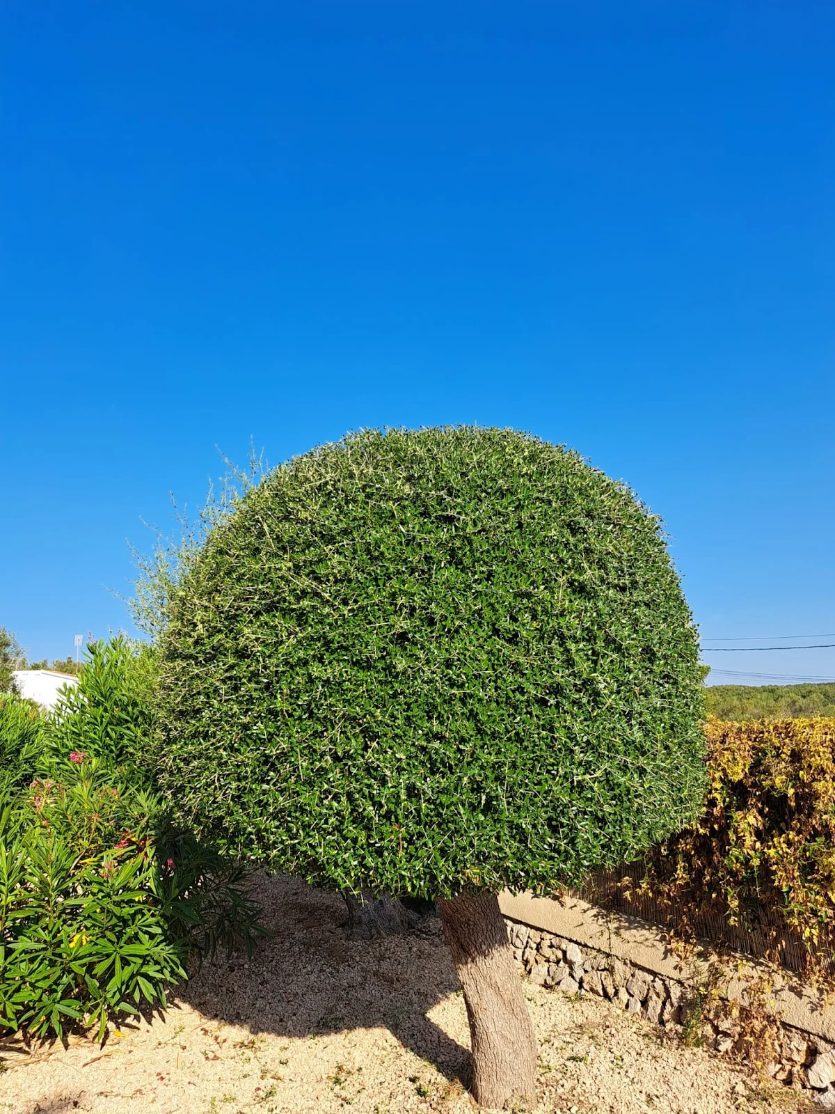 Boehm & Partner Mallorca - Bild 3