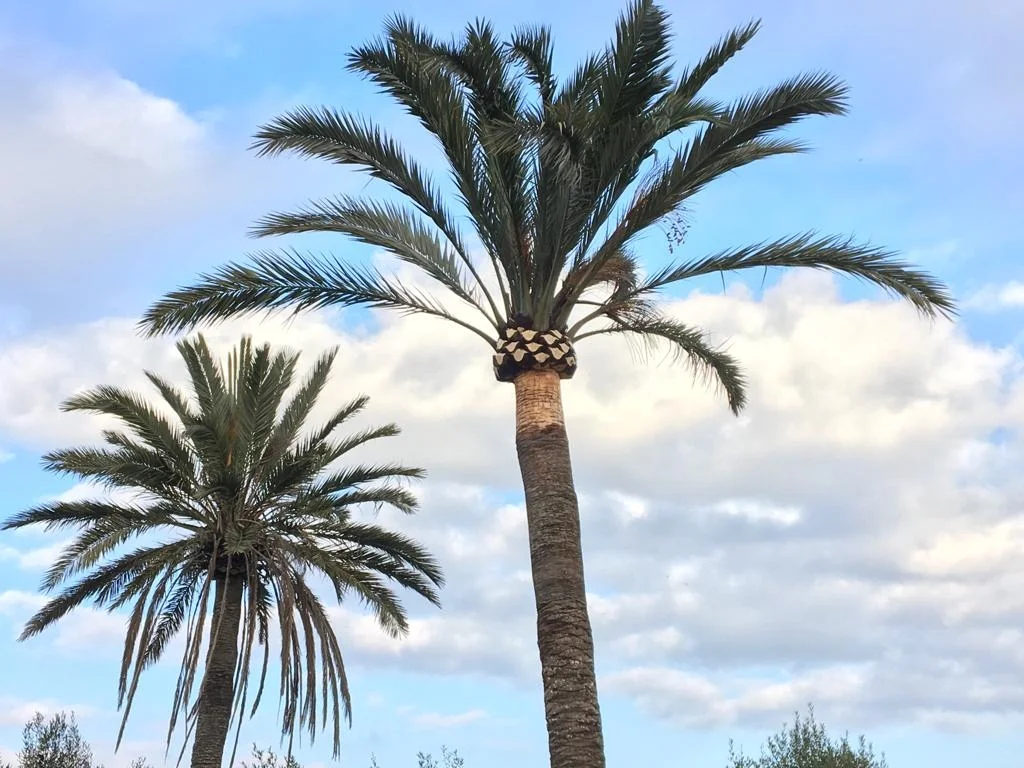 Mallorca Garten - Bild 2