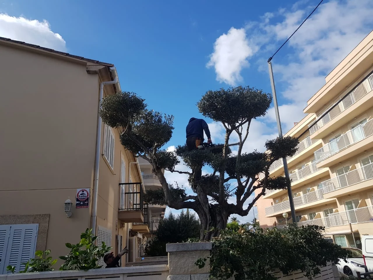 Mallorca Garten - Bild 4