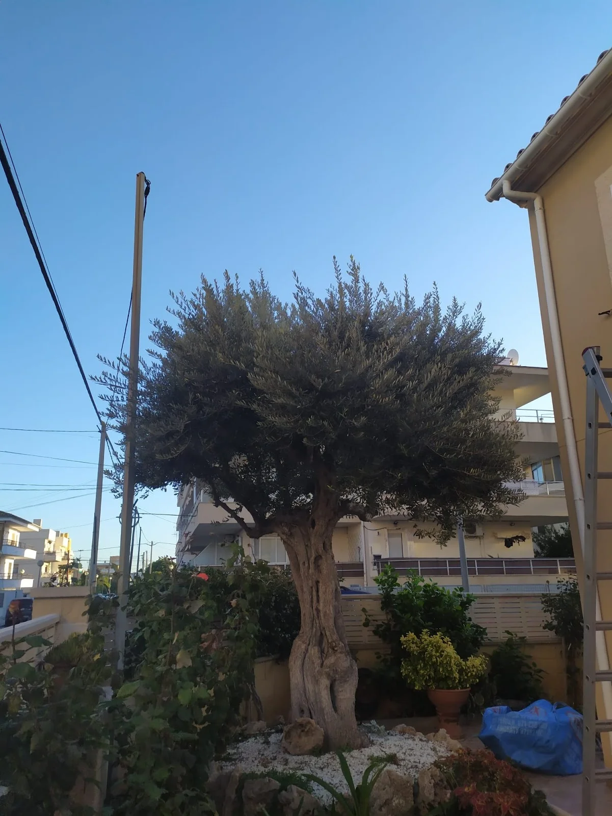 Mallorca Garten - Bild 5