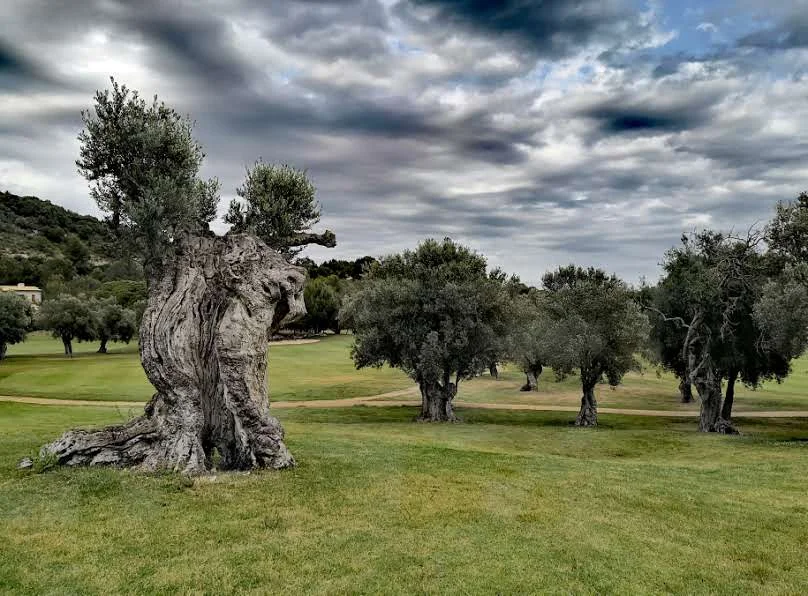 Pollença Golf Club - Bild 10