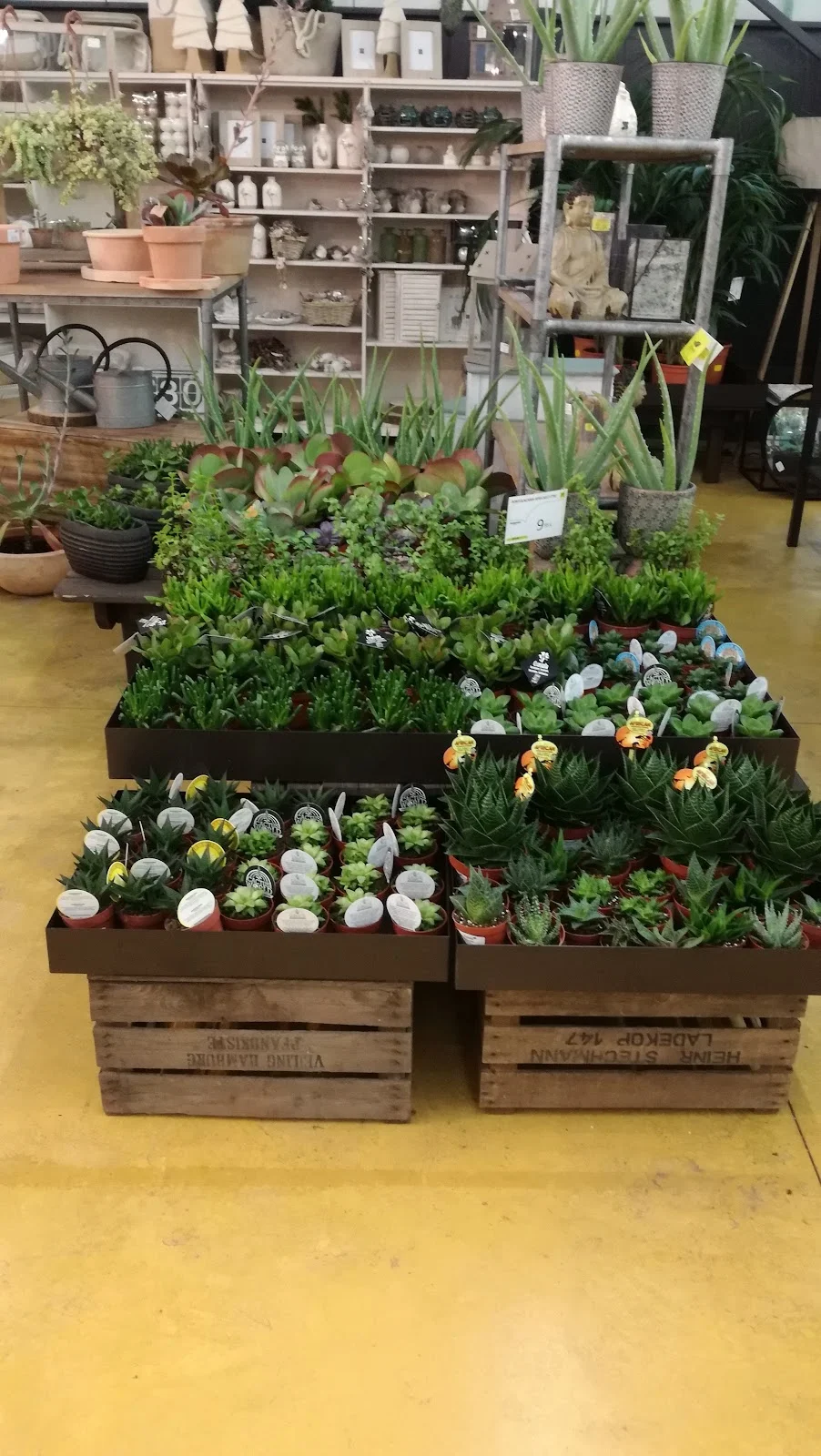 Fronda Cardenal Rossell - Bild 10