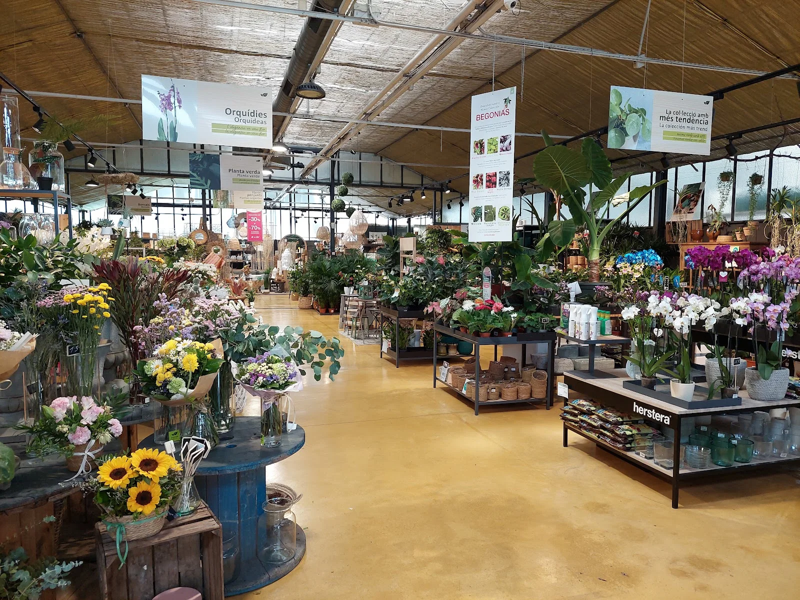 Fronda Cardenal Rossell - Bild 3