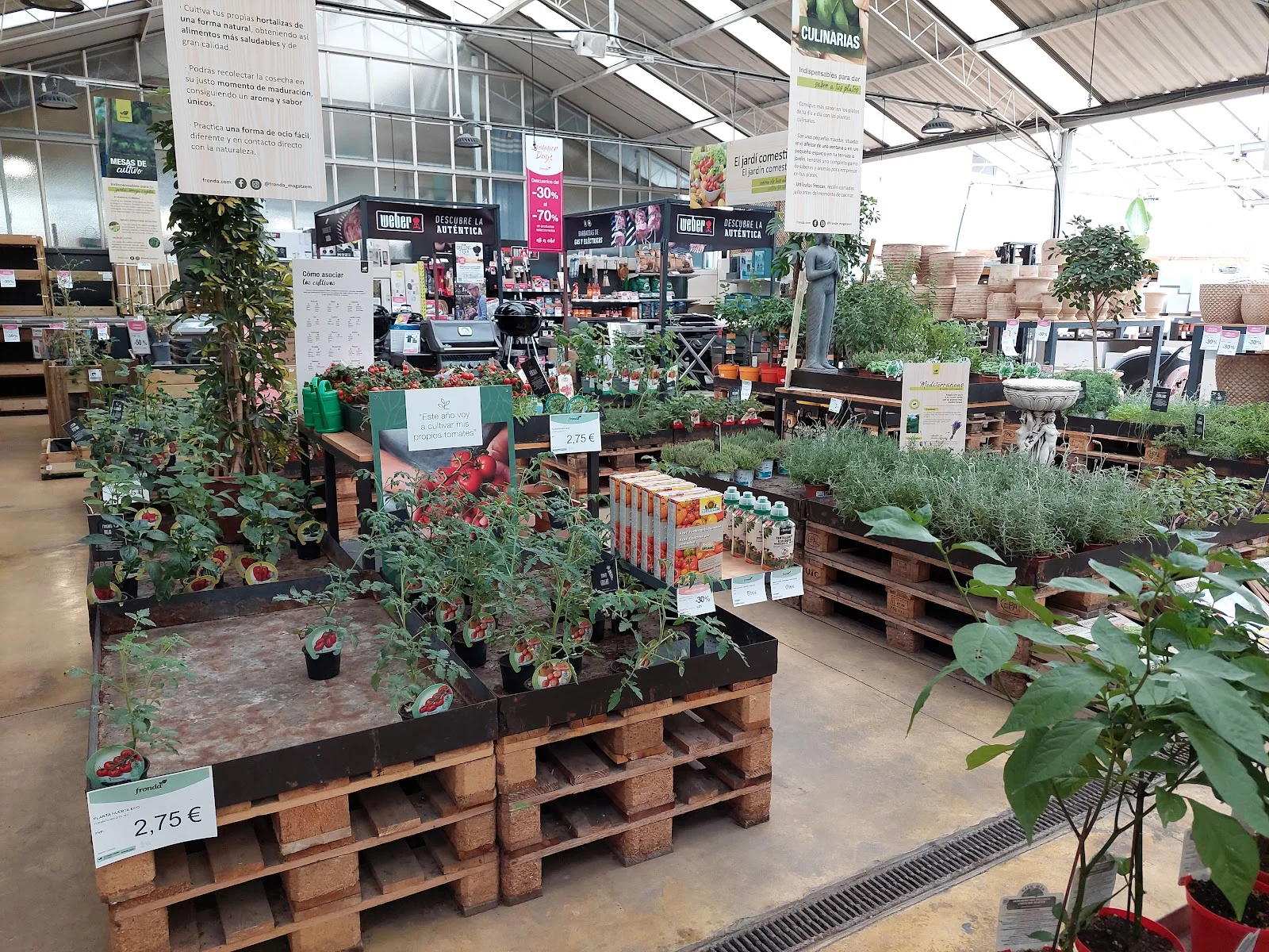 Fronda Cardenal Rossell - Bild 3