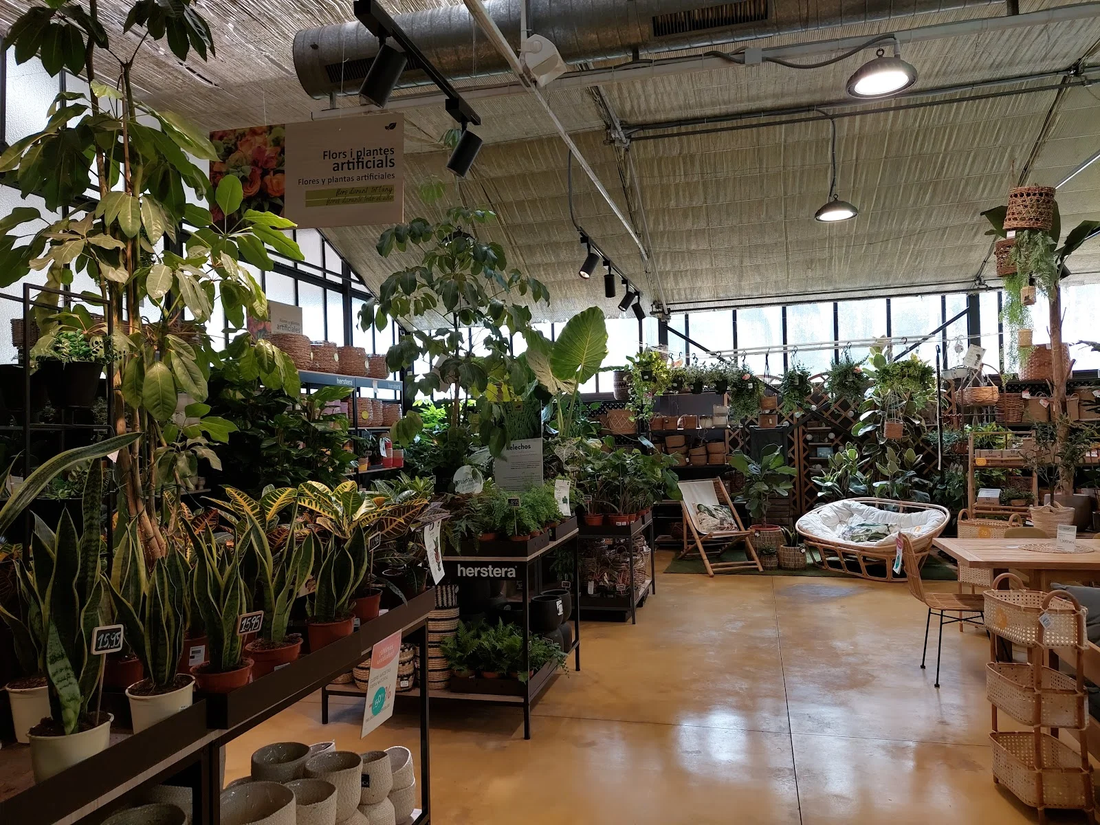 Fronda Cardenal Rossell - Bild 6