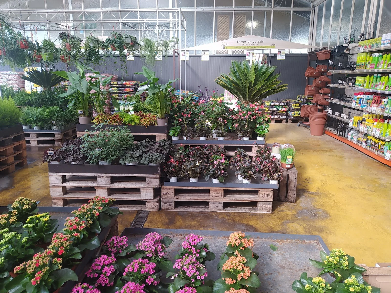 Fronda Cardenal Rossell - Bild 7