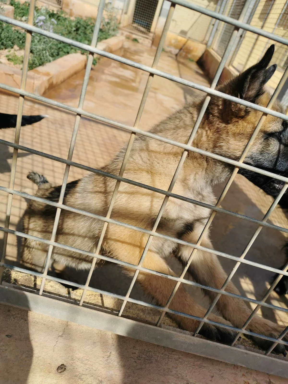 Sociedad Protectora de Animales Y Plantas de Mallorca