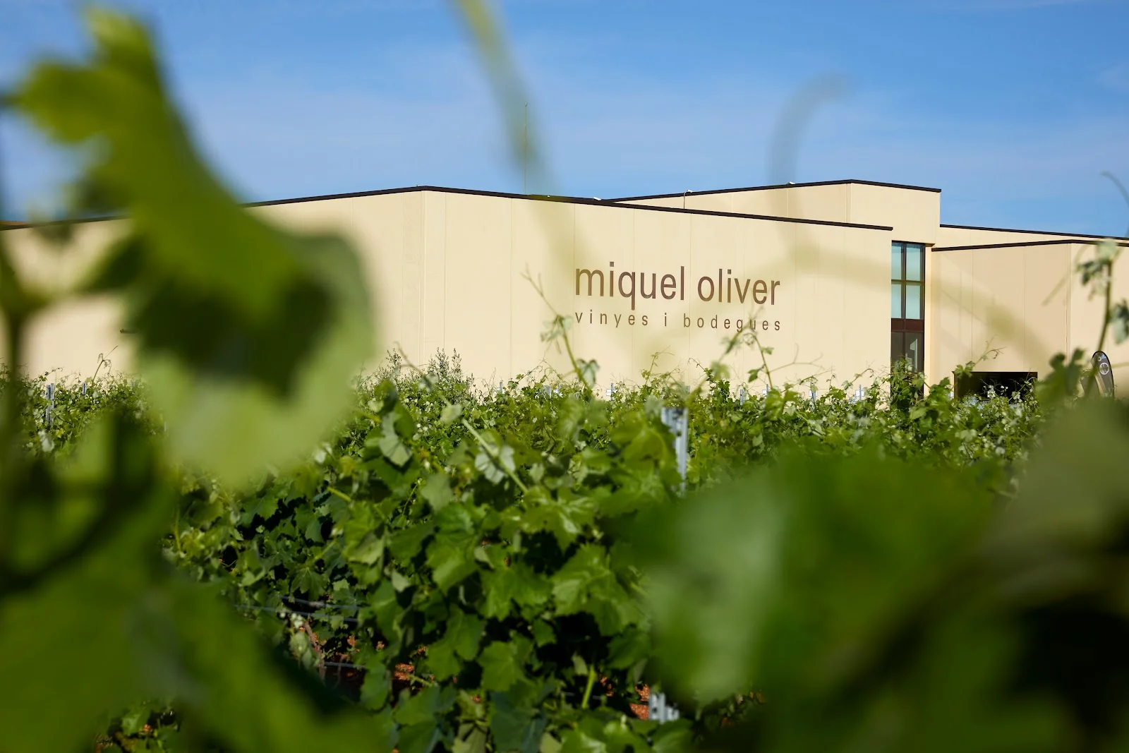 Miquel Oliver Vinyes i Bodegues - Bild 3