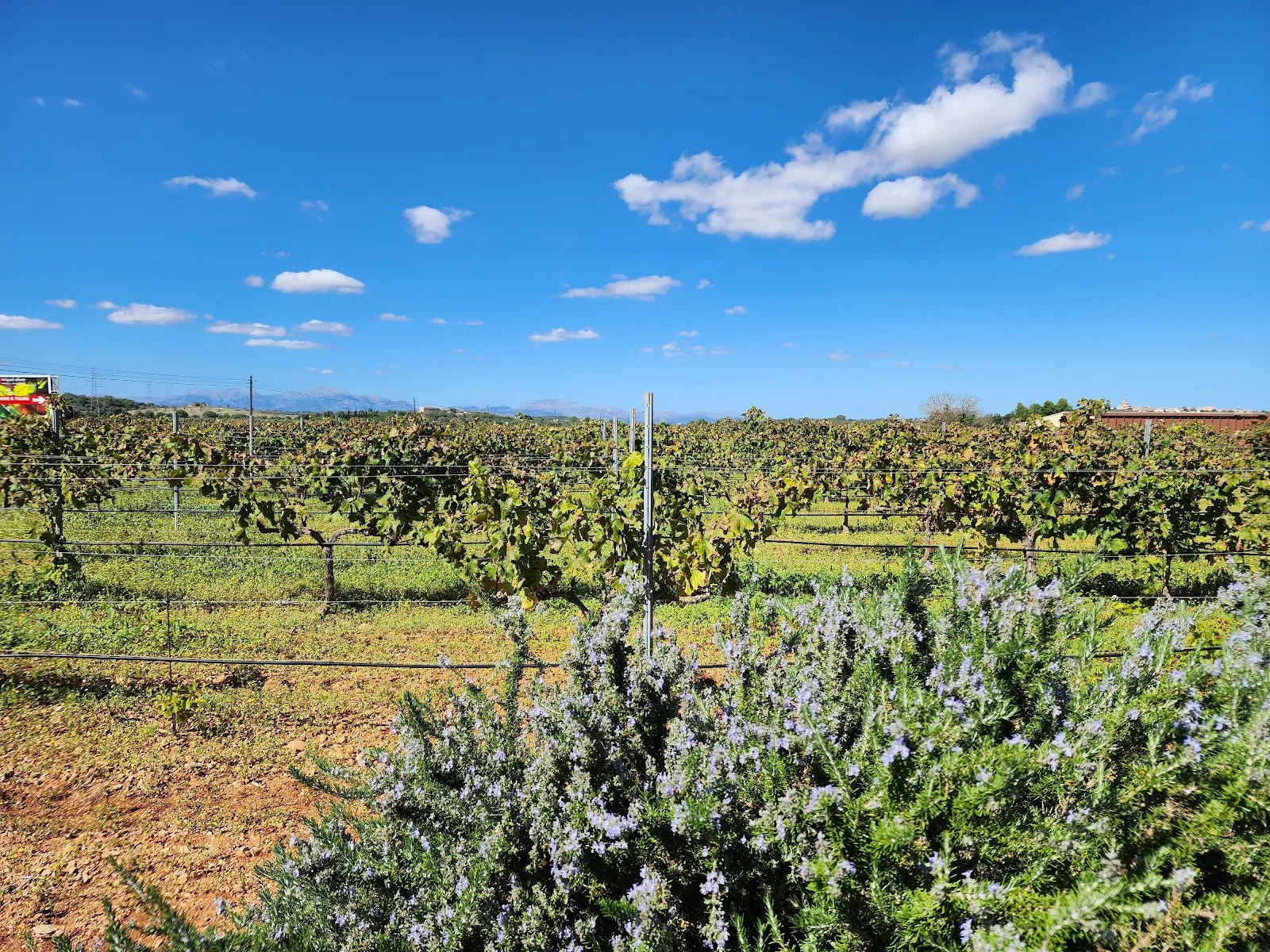 Miquel Oliver Vinyes i Bodegues - Bild 7