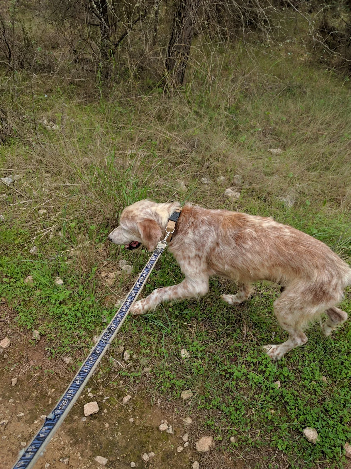 SOS Animal Mallorca - Bild 1
