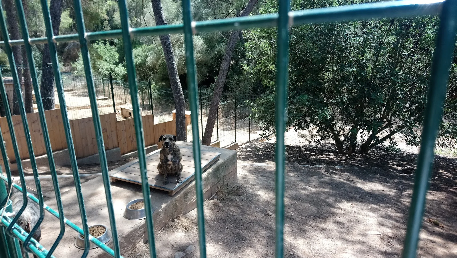 SOS Animal Mallorca - Bild 2