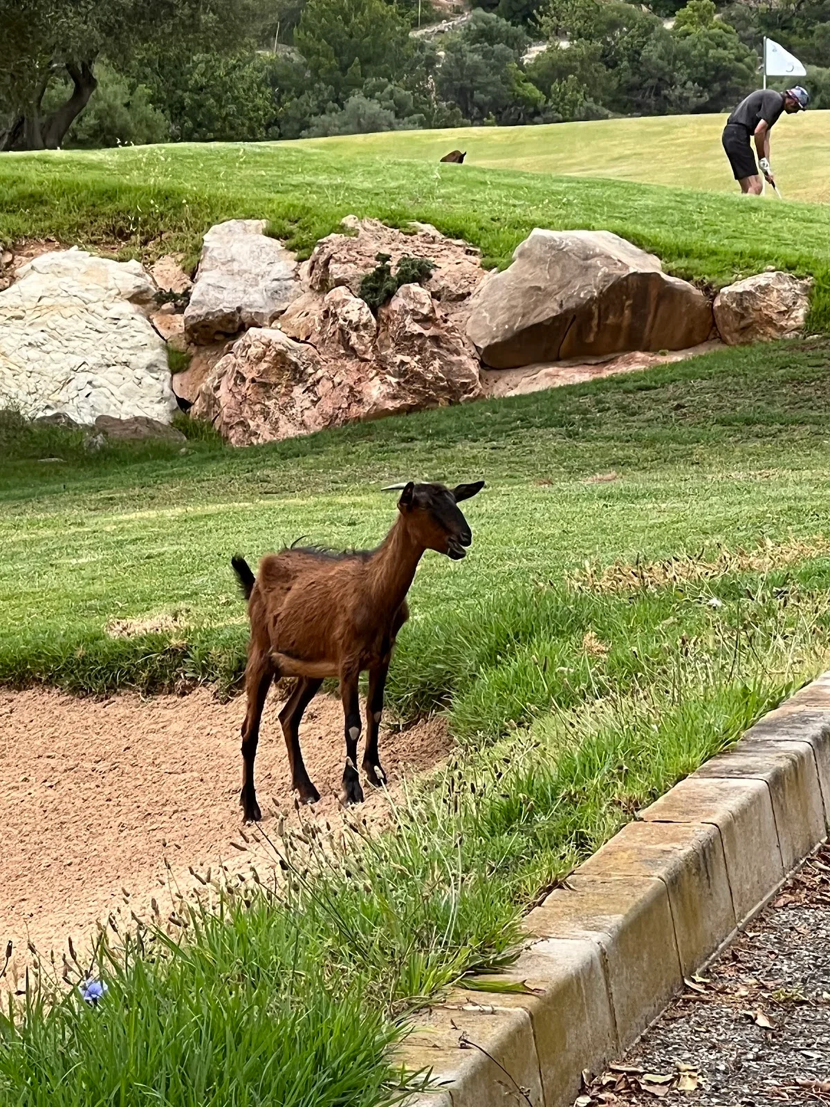 Golf de Son Termens - Bild 10