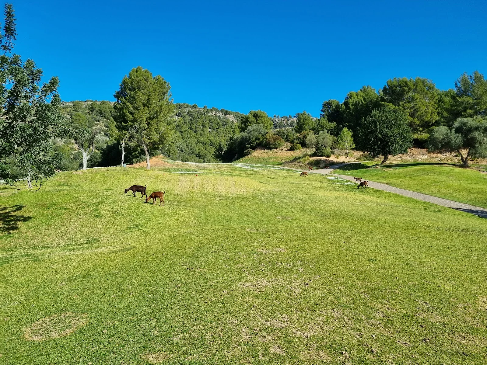 Golf de Son Termens - Bild 2