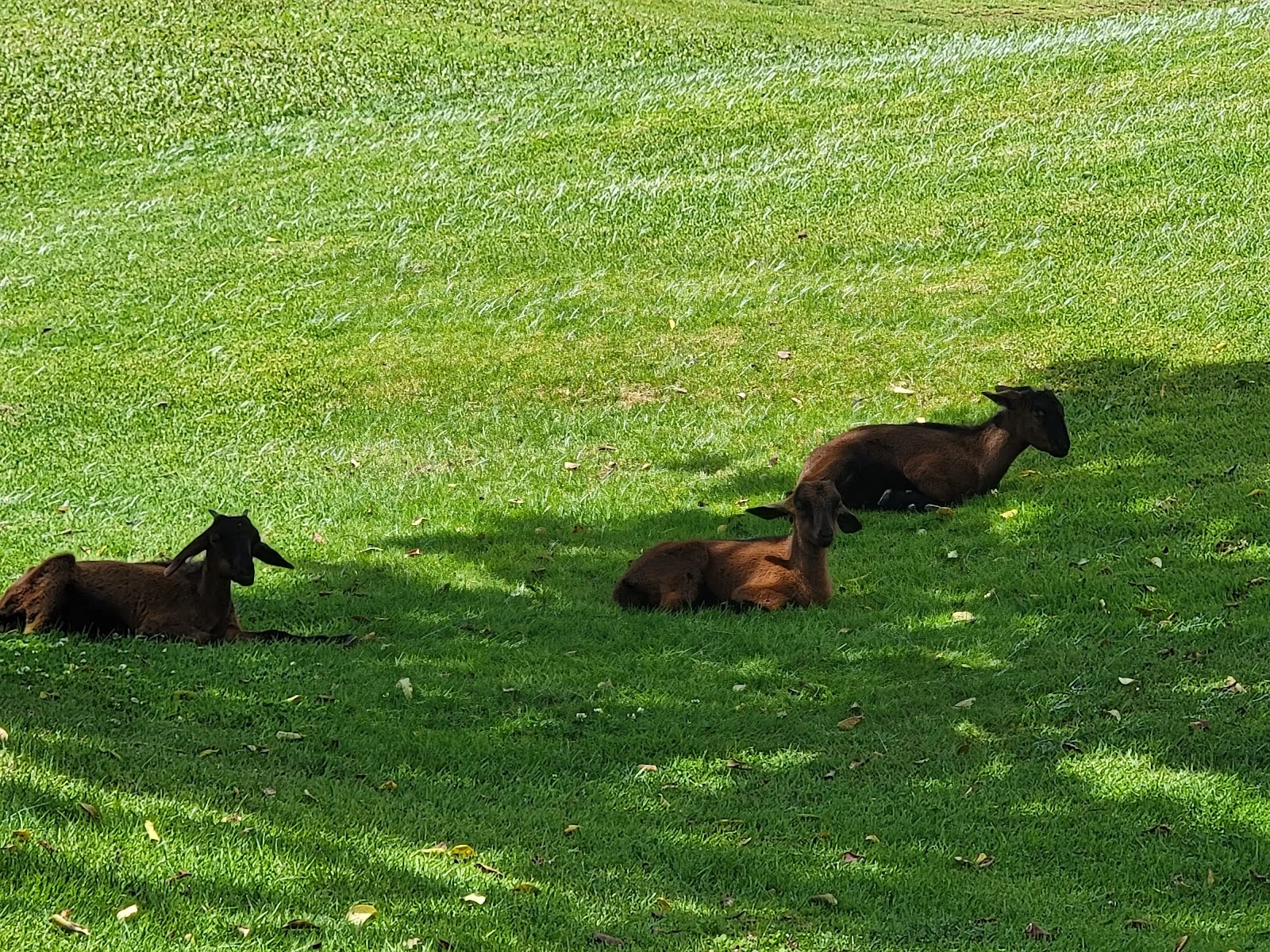 Golf de Son Termens - Bild 7