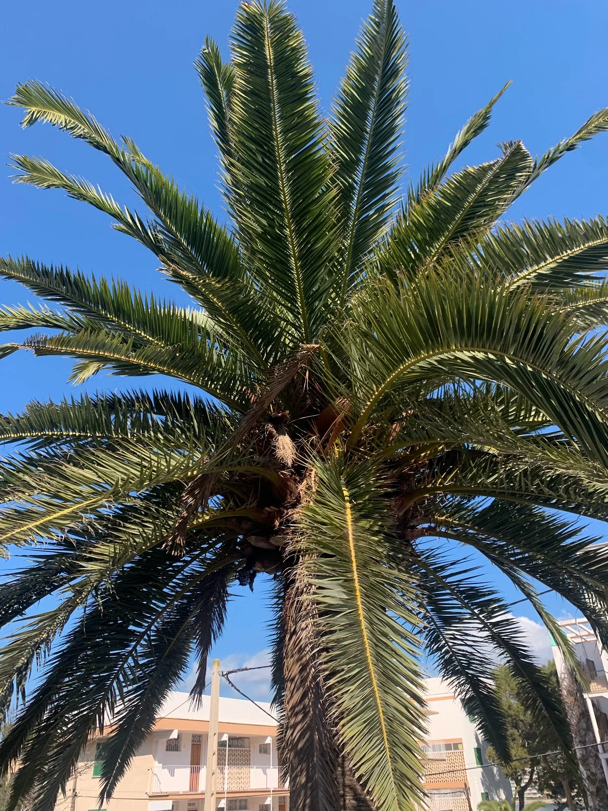 De Bie Immobilien Mallorca - Bild 9