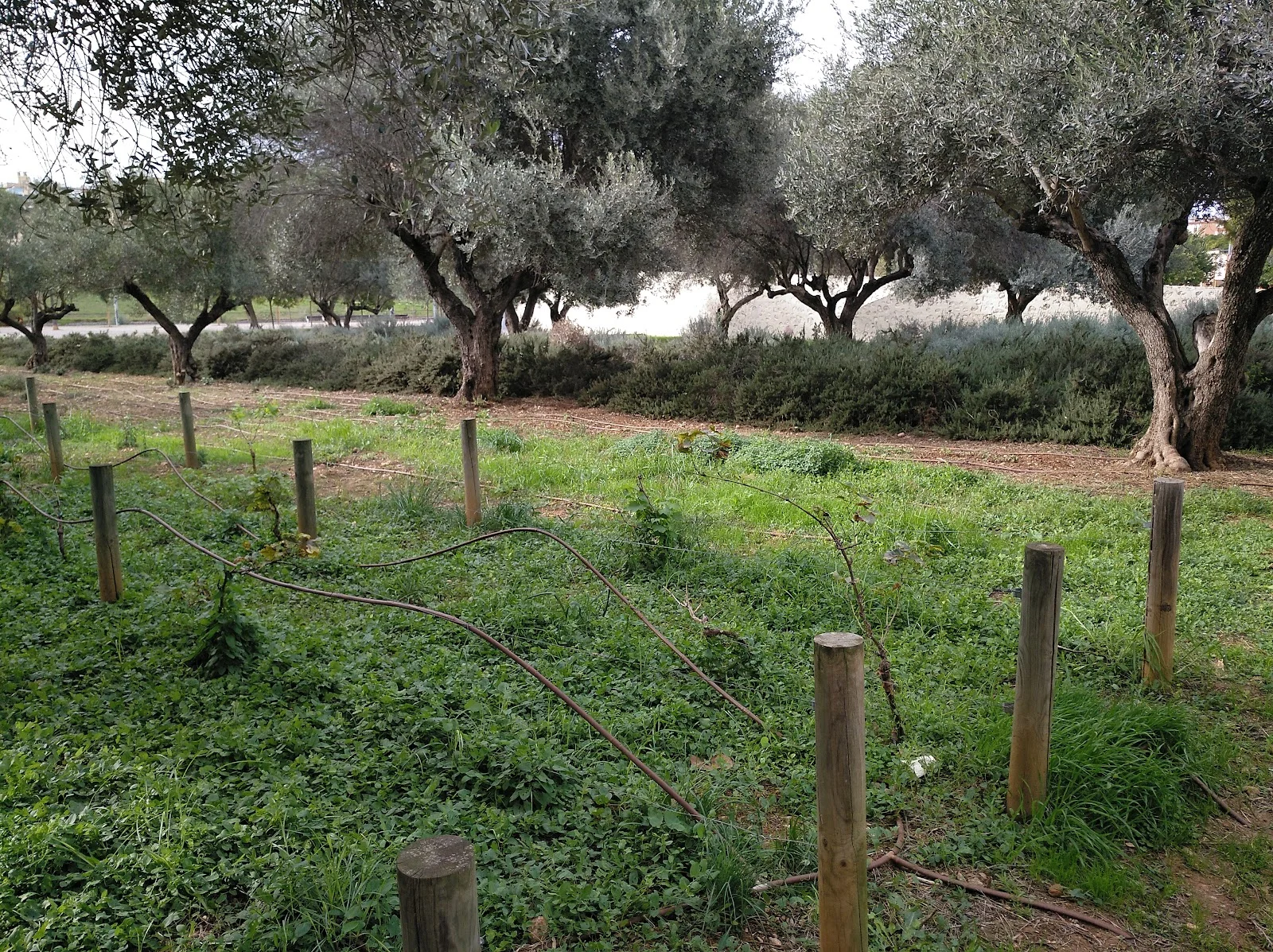 Parc de Sa Riera - Bild 5