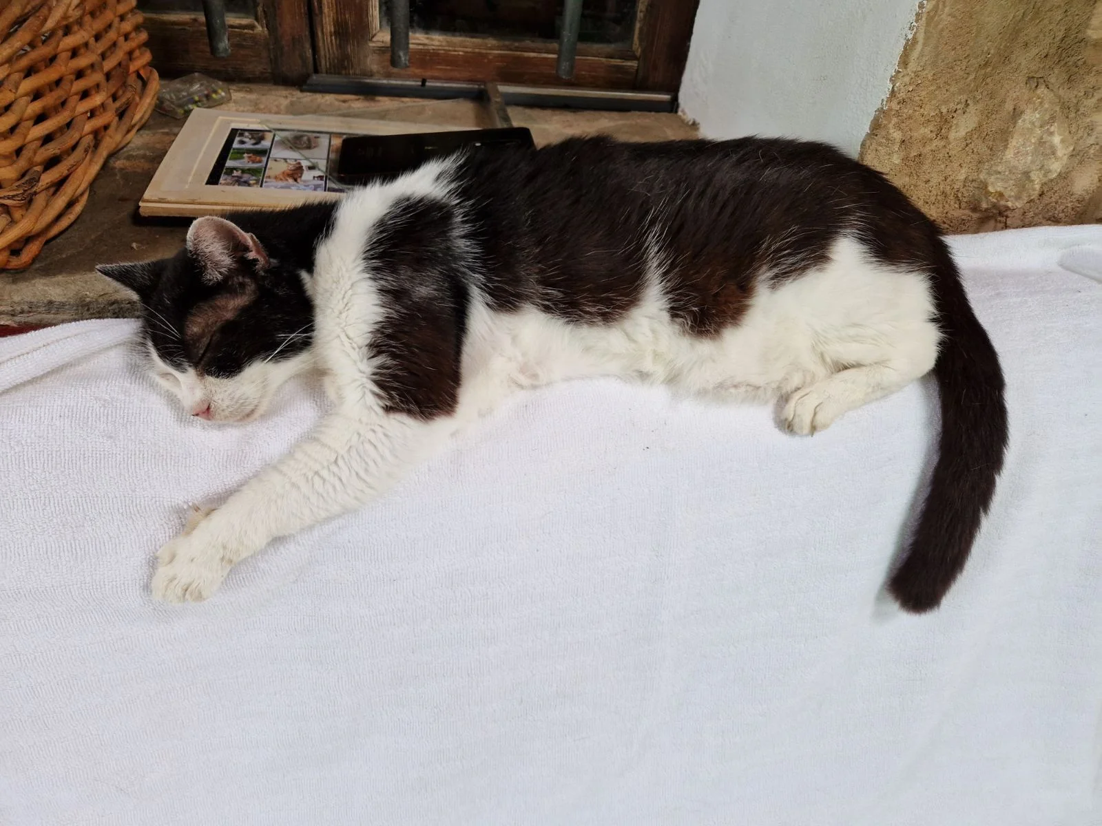 Feliz Animal - Bild 1