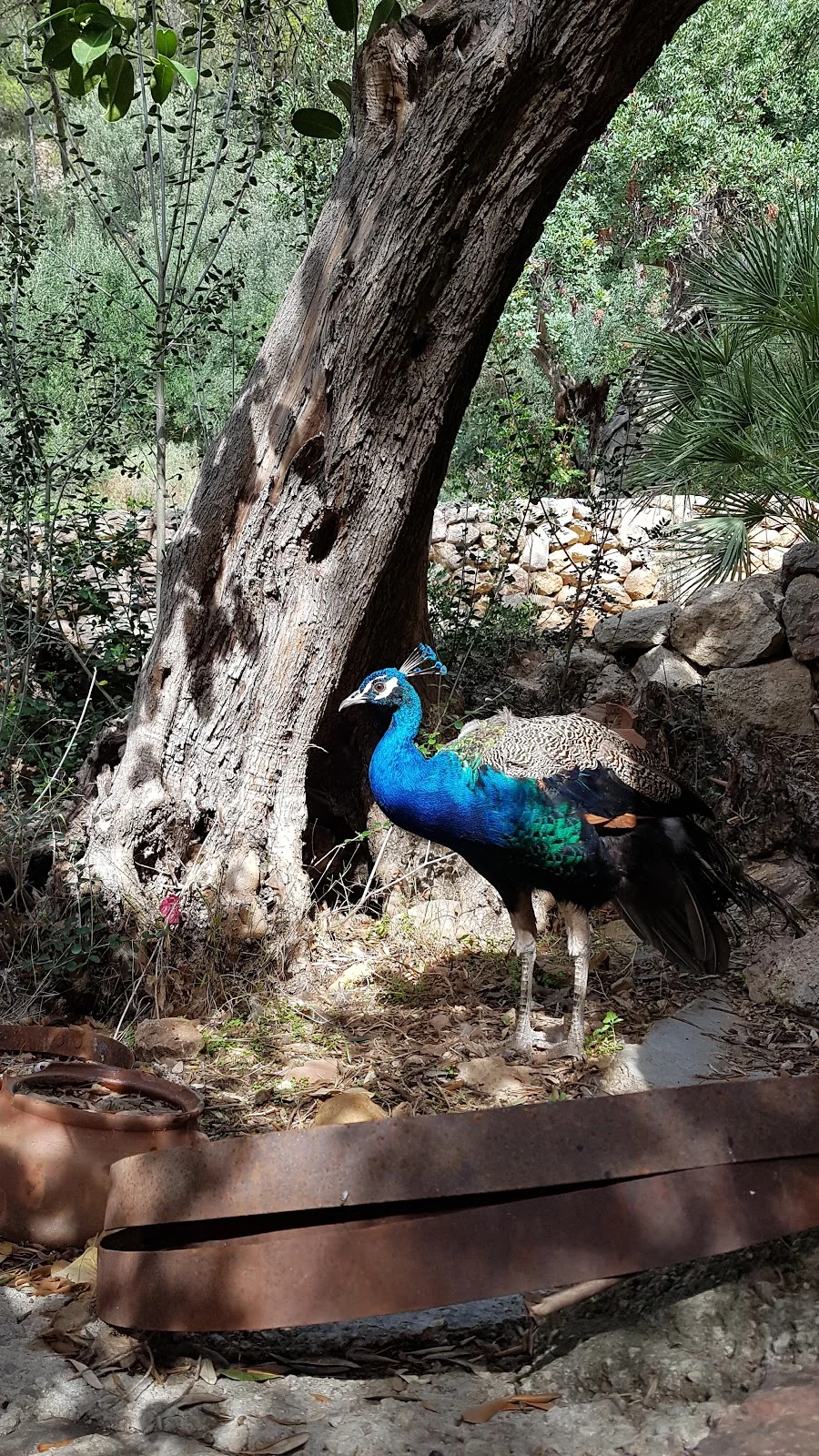 Feliz Animal - Bild 3