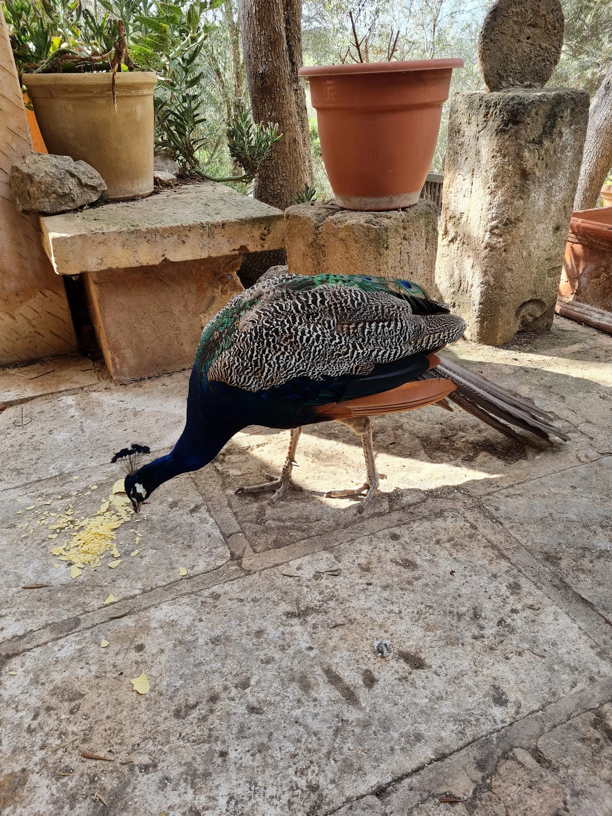 Feliz Animal - Bild 3